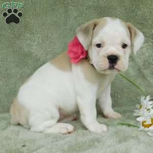 Lilly, Miniature Bulldog Puppy